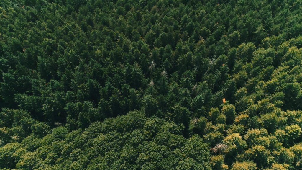 foresta dall'alto Piegaro Umbria