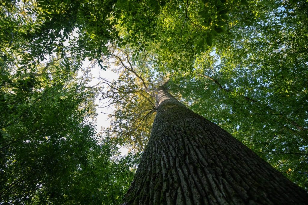 foresta quercia borgogna francia