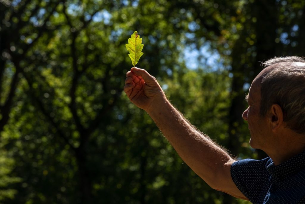 foresta Francia Selvicultura