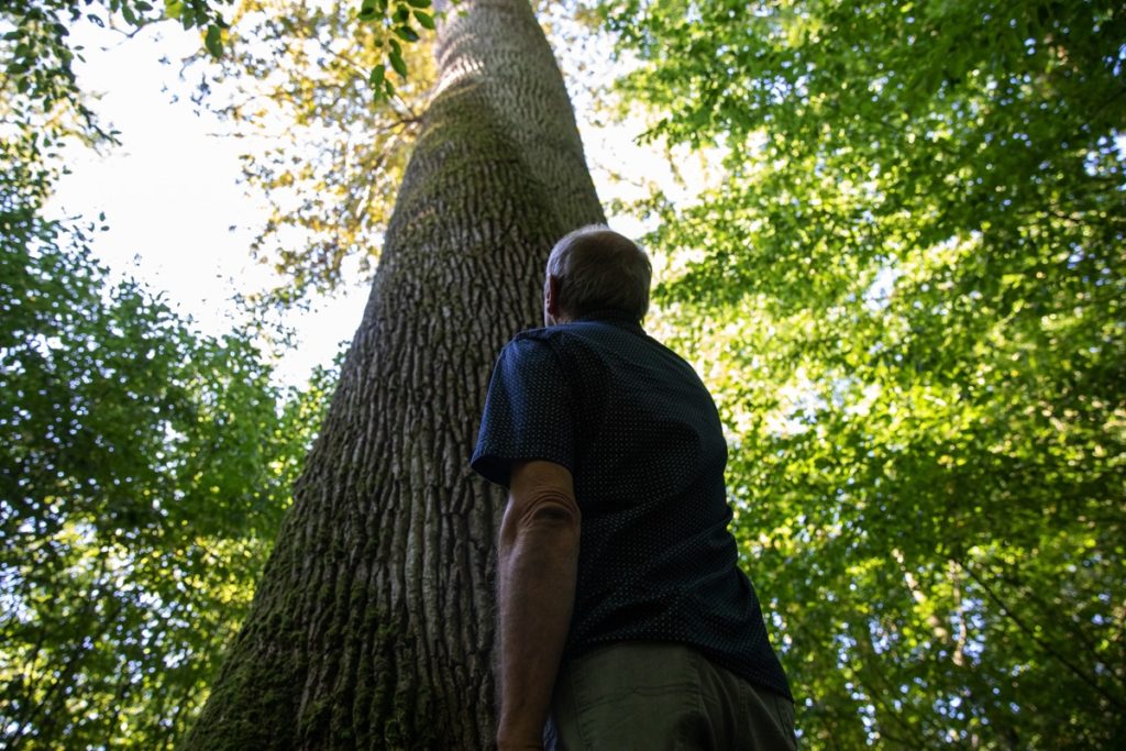 Foresta borgogna