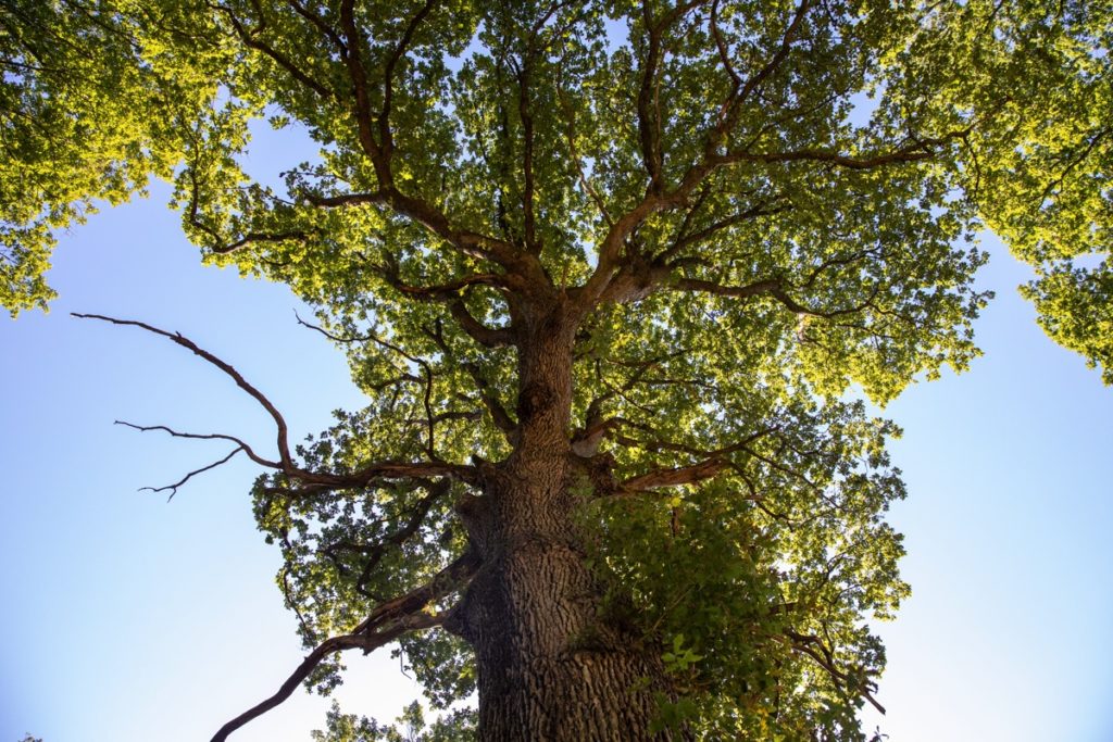 oak, france