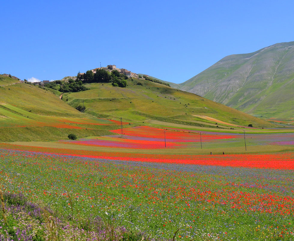 Fioritura Castelluccio di Norcia