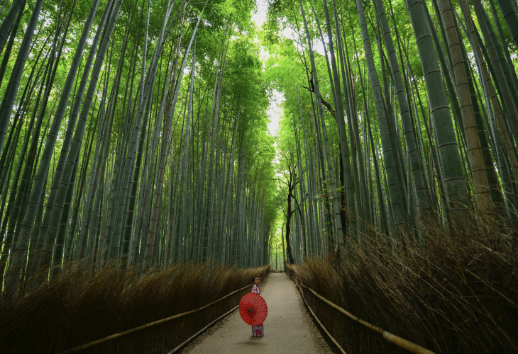Foresta di Bambù in  Arashiyama, Giappone