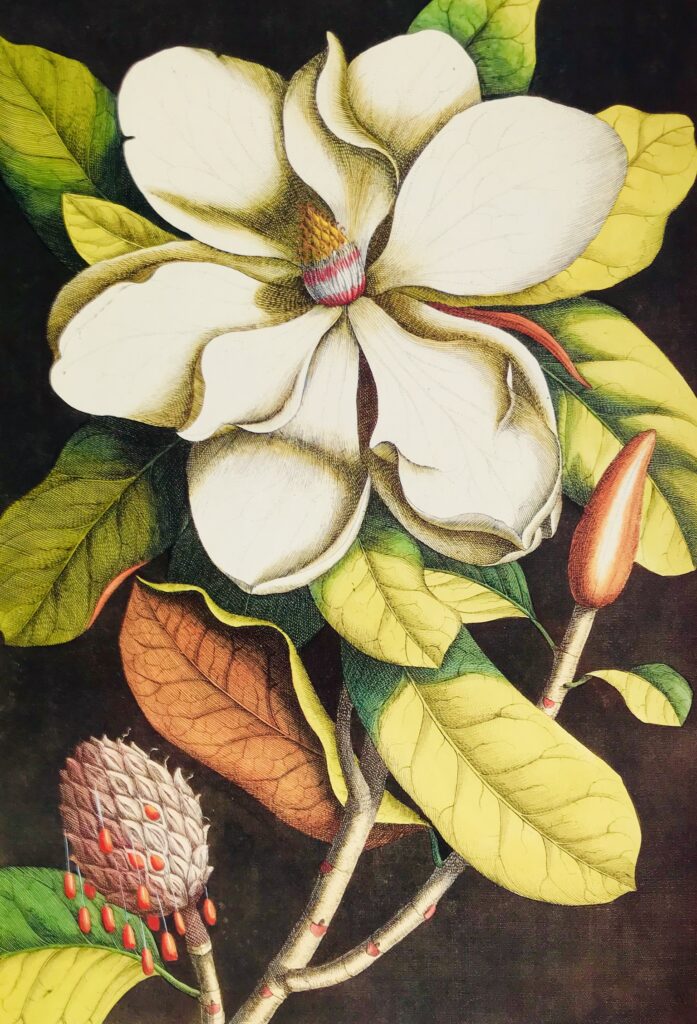 Magnolia Grandiflora, Mark Catesby Inc. Georg Ehret Pinx 1737