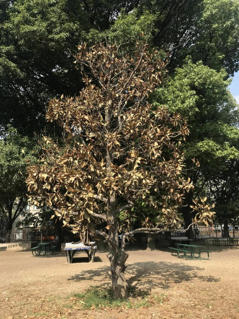 Magnolia Rinsecchita, Ex Parco Bassini, Milano