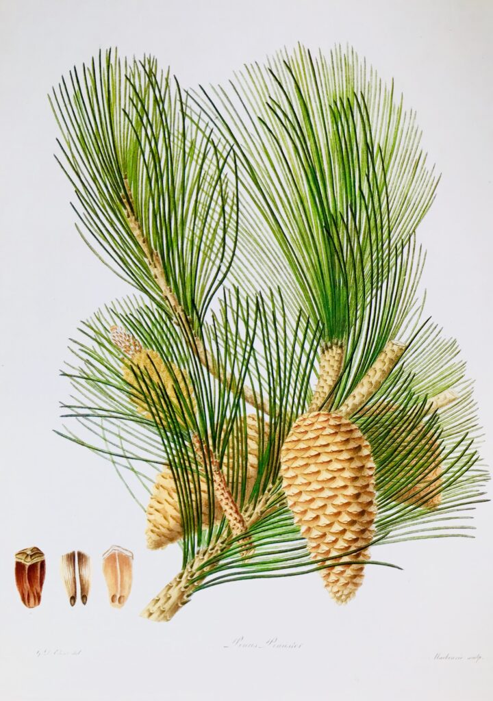 Pinus Pinaster, Daniel Mackenzie Inc Georg Ehret Pinx, 1803 24