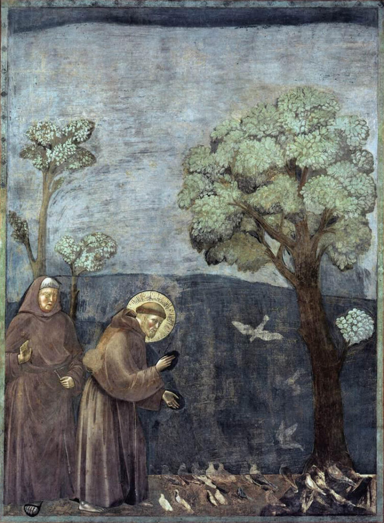 Albero