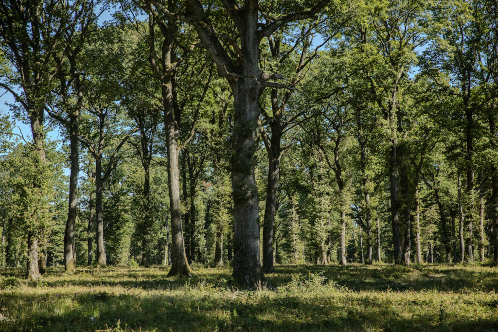 gestione forestale francia