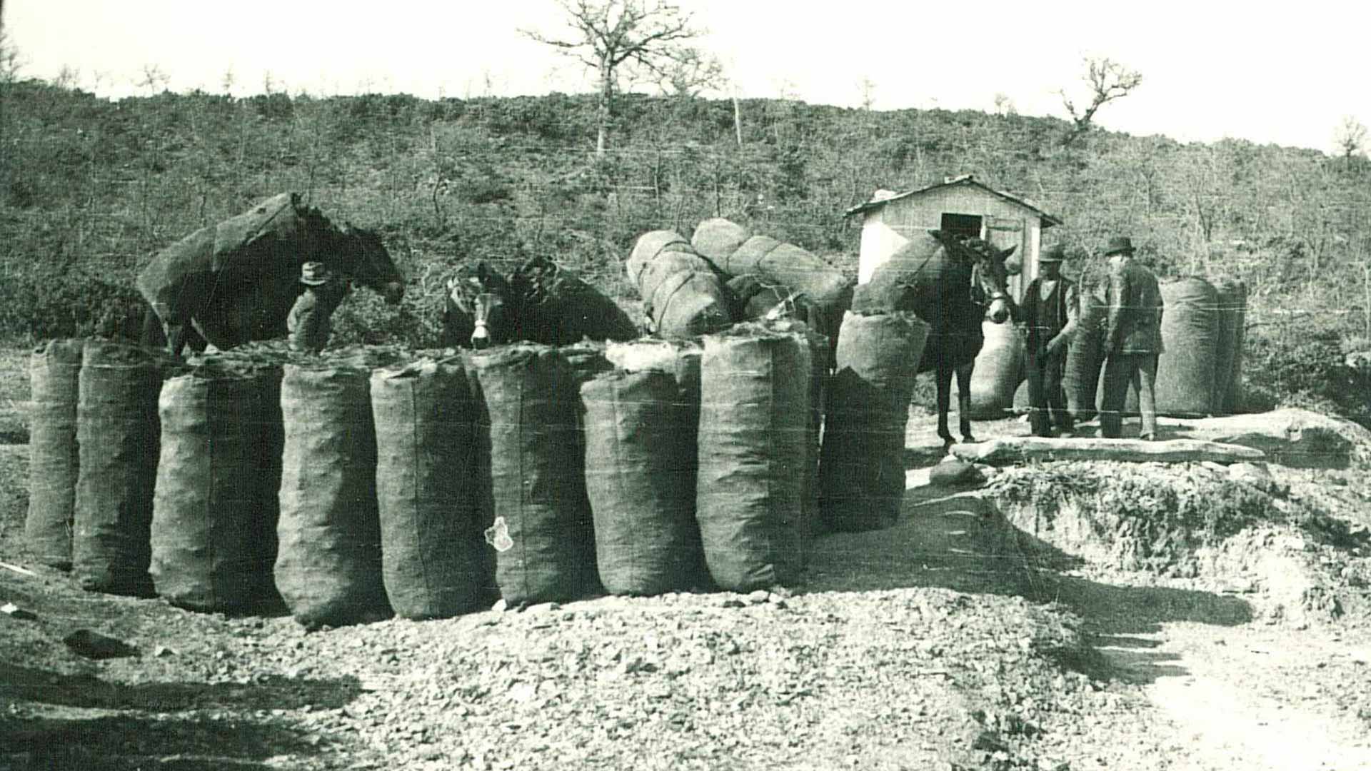 Raccolta carbone. Archivio fotografico Margaritelli.