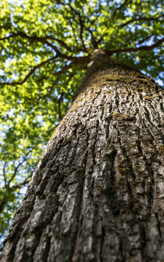 albero rovere 