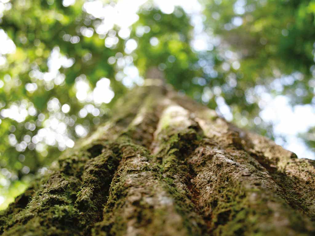 albero foresta borgogna francia parquet