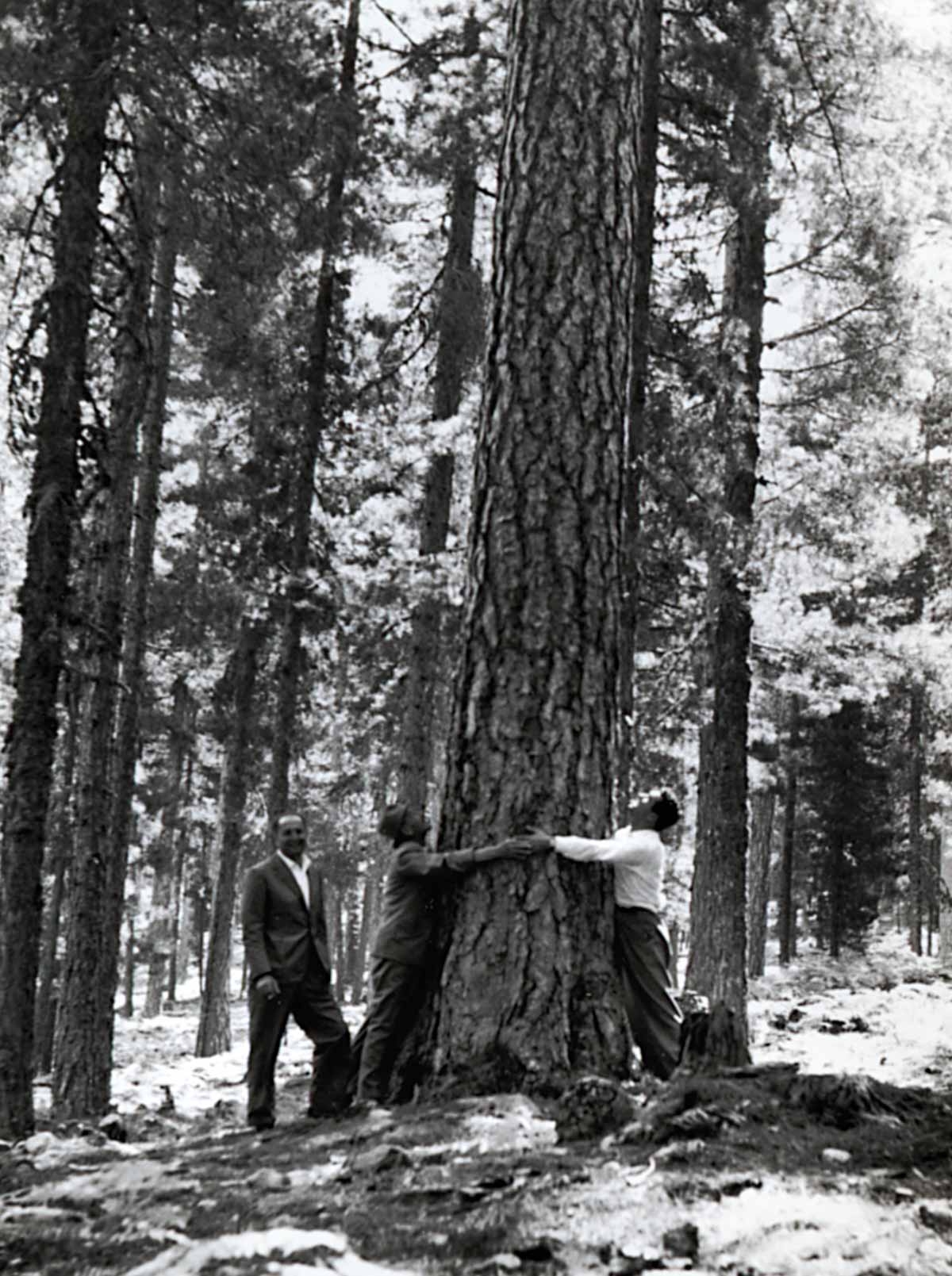 foresta borgogna francia